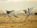 Red-crowned Crane