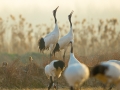 Red-crowned Crane