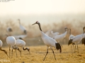 Red-crowned Crane