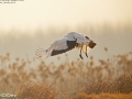 Red-crowned Crane