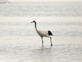 Red-crowned Crane