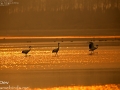 Red-crowned Crane