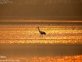 Red-crowned Crane