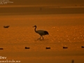 Red-crowned Crane