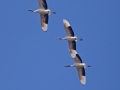 Red-crowned Crane