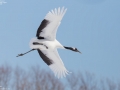 Red-crowned Crane