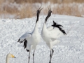 Red-crowned Crane