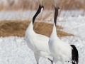 Red-crowned Crane