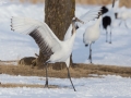 Red-crowned Crane