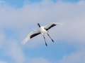 Red-crowned Crane