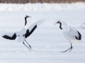 Red-crowned Crane