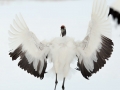 Red-crowned Crane