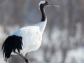 Red-crowned Crane