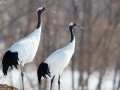 Red-crowned Crane