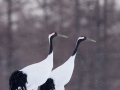 Red-crowned Crane