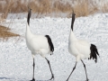 Red-crowned Crane