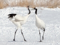 Red-crowned Crane