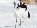 Red-crowned Crane