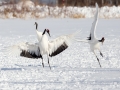 Red-crowned Crane