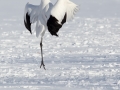 Red-crowned Crane