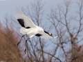 Red-crowned Crane