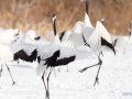 Red-crowned Crane