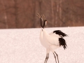 Red-crowned Crane