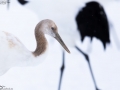 Red-crowned Crane