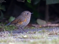 Red-flanked Bluetail