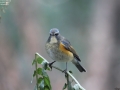 Red-flanked Bluetail