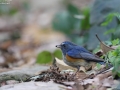 Red-flanked Bluetail
