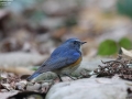Red-flanked Bluetail