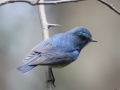 Red-flanked Bluetail
