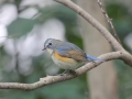Red-flanked Bluetail