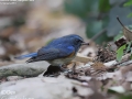 Red-flanked Bluetail
