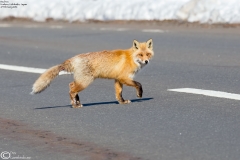 Red Fox
