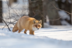 Red Fox
