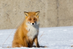 Red Fox