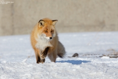 Red Fox