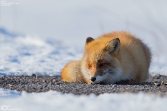 Red Fox