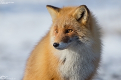 Red Fox
