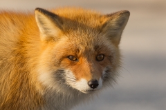 Red Fox