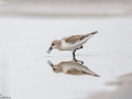 Red-necked Stint