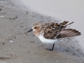 Red-necked Stint