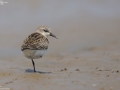 Red-necked Stint