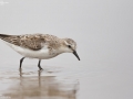Red-necked Stint