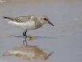 Red-necked Stint