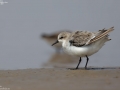 Red-necked Stint