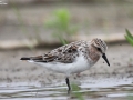 Red-necked Stint