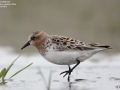 Red-necked Stint